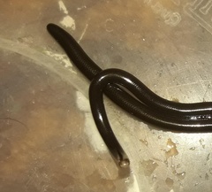 Liotyphlops albirostris