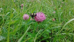 Bombus