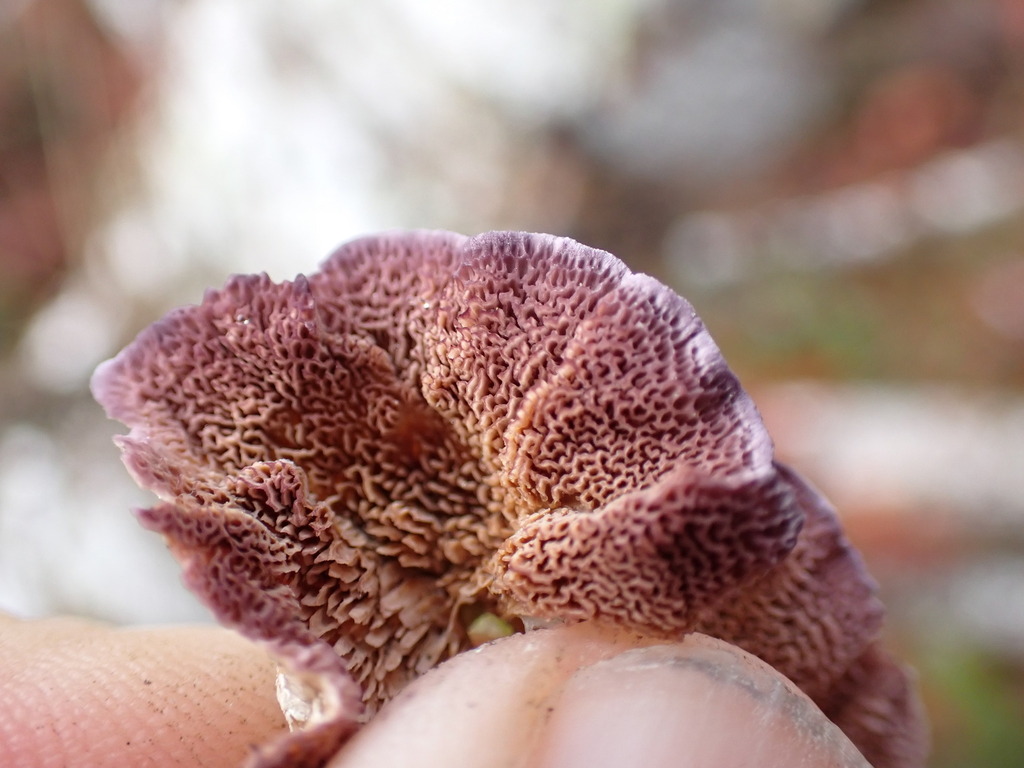 Trichaptum abietinum · November 2025 · photo: © rambryum (iNaturalist, cc0)