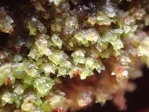Shady Earwort (Scapania umbrosa)