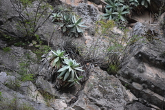 Agave mitis