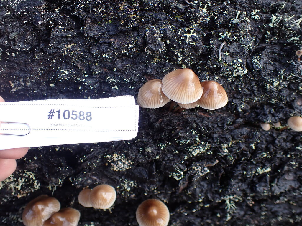 Mycena sp. 'maculata-IN01'