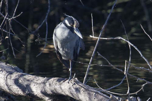 iNaturalist observation photo of Yellow-crowned Night Heron