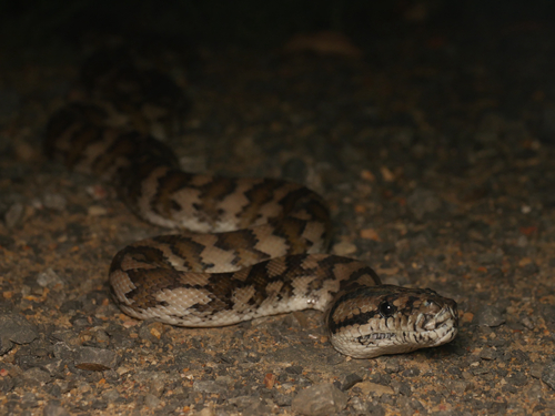 Jungle Carpet Python sighting