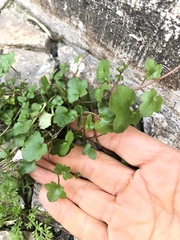 Cymbalaria muralis
