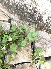 Cymbalaria muralis