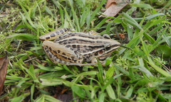 Leptodactylus gracilis
