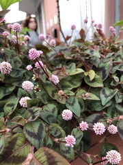 Persicaria capitata