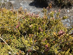 Gaultheria colensoi