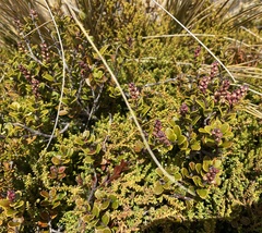 Gaultheria colensoi