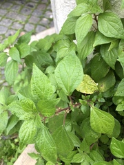 Parietaria judaica