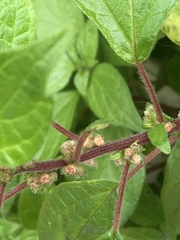 Parietaria judaica