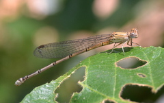 Pseudagrion sublacteum