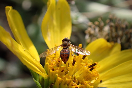 Unknown species found near West Arlington, Arlington, TX, USA