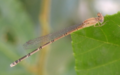 Pseudagrion sublacteum