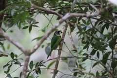 Psilopogon pyrolophus