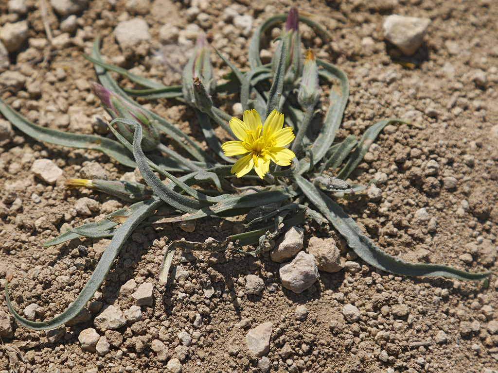 Gelasia tuberosa