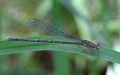 Pseudagrion sublacteum