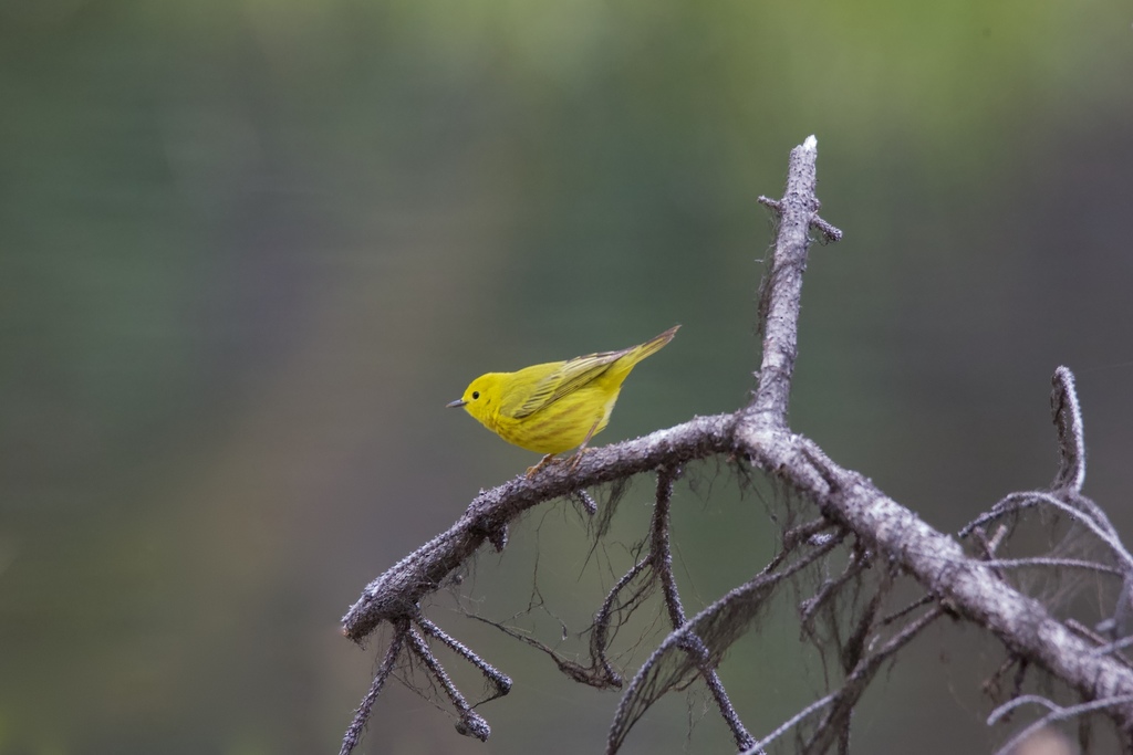Yellow Warbler