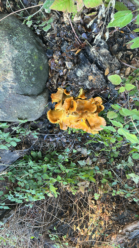iNaturalist observation photo of western jack-o'-lantern
