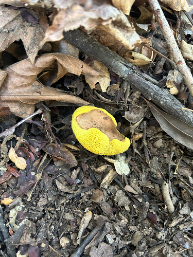 iNaturalist observation photo of viscid bolete
