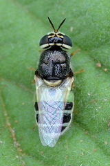 Oplodontha pulchriceps