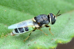 Oplodontha pulchriceps