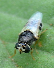 Oplodontha pulchriceps