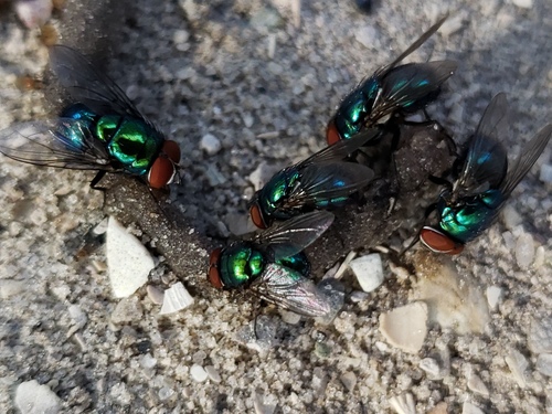 Blue-green Bottle Fly photo 5