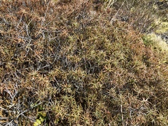 Dracophyllum recurvum