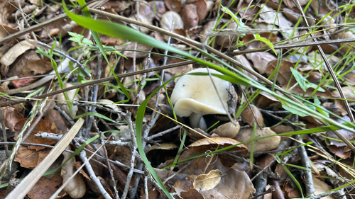 iNaturalist observation photo of Rosy Brown Waxy Cap