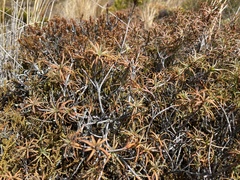 Dracophyllum recurvum