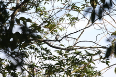 Ficedula westermanni