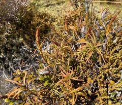 Dracophyllum recurvum