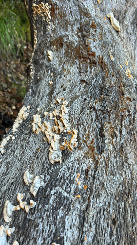 iNaturalist observation photo of hairy curtain crust