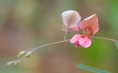Indigofera filipes