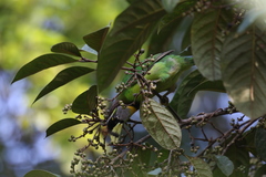 Psilopogon pyrolophus