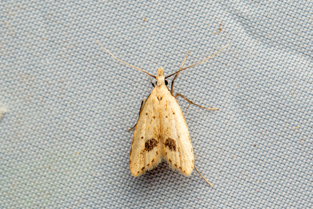 Atheropla hemispila