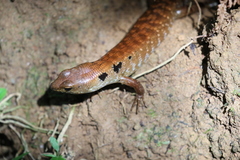 Sphenomorphus praesignis