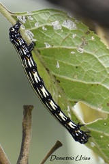 Acronyctodes mexicanaria