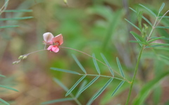 Indigofera filipes