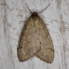 Paleacrita merriccata