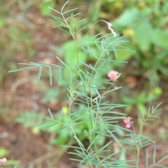 Indigofera filipes