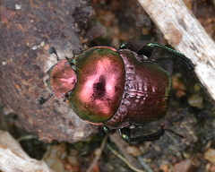 Gymnopleurus virens