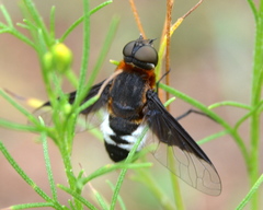 Exoprosopa dimidiata