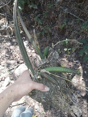 Trichocentrum brachyphyllum