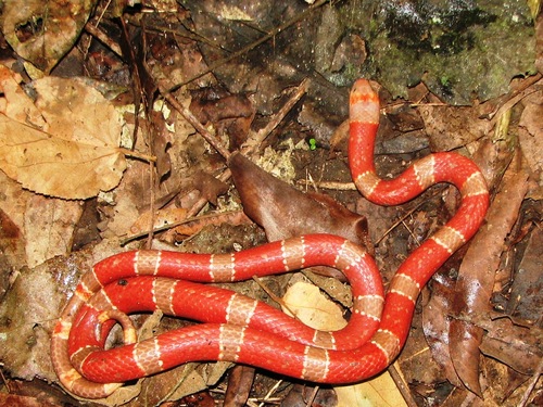Variable Coralsnake