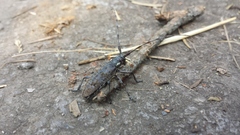 Monochamus maculosus