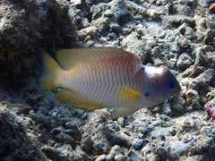 Pomacentrus amboinensis