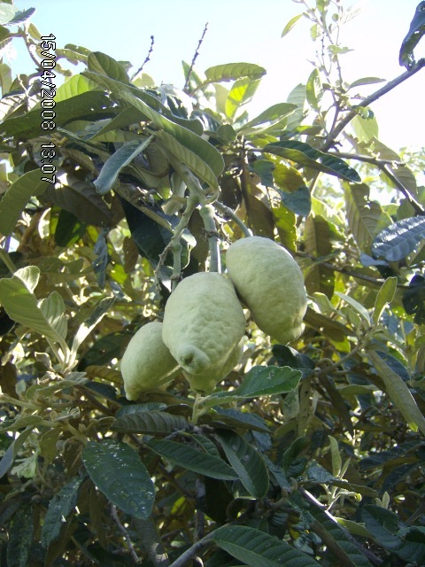 Colicodendron yco